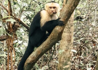 Matapalo, Manuel Antonio y Dominicalito